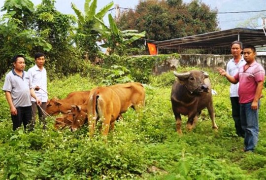 Pháp luật - Dùng 2 ô tô đi trộm trâu, bò, 2 anh em ruột bị bắt