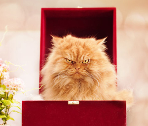 Phi thường - kỳ quặc - Vẻ đẹp "kinh hoàng" của con mèo giận dữ nhất thế giới