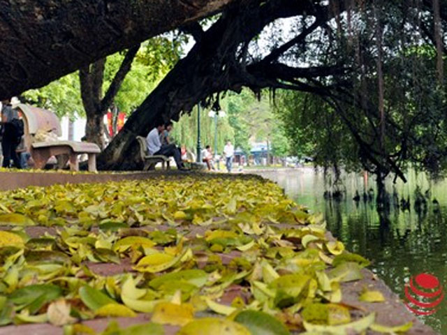 Tin tức trong ngày - Hà Nội đẹp dịu dàng mùa lá rụng