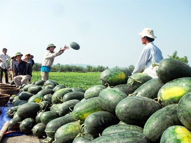 Thị trường - Tiêu dùng - Nông sản Việt đang “chết mòn” vì... thương lái
