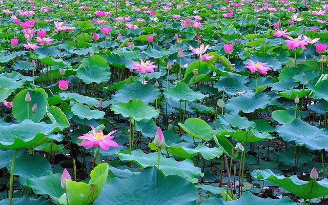 Du lịch - Độc đáo Lễ hội Gò Tháp xứ sen Tháp Mười