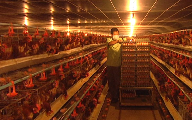 Thị trường - Tiêu dùng - Cúp điện, trại gà mất tiền triệu mỗi ngày