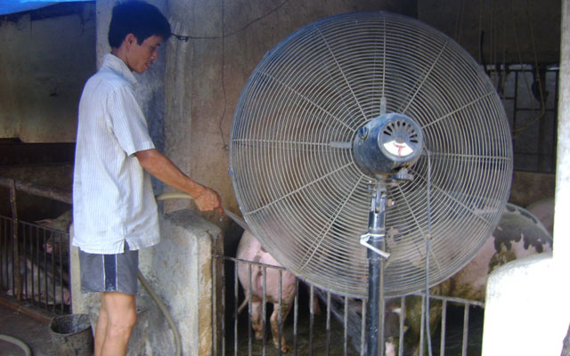 Thị trường - Tiêu dùng - Kỳ công "phun mưa", thốc quạt để... bò, lợn, gà bớt nóng