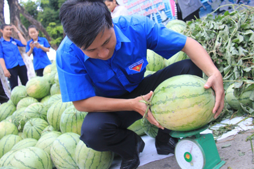 Tin tức trong ngày - Bị tố ăn chênh lệch tiền bán dưa: Tỉnh đoàn Quảng Ngãi lên tiếng