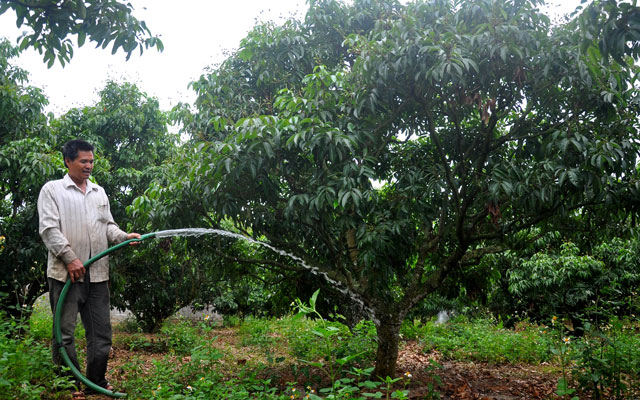 Thị trường - Tiêu dùng - "Ngồi trên đống lửa" vì vải thiều sạch chưa có đơn đặt hàng