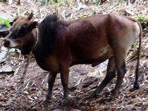 Tin tức trong ngày - Hy hữu: Đòi giám định ADN cho... bò