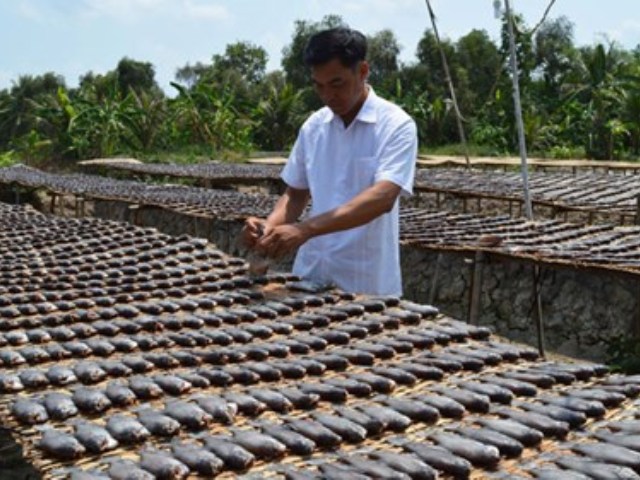 Cẩm nang tìm việc - Giàu lên nhờ đặc sản cá thát lát, khô sặc rằn