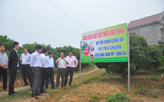 Thị trường - Tiêu dùng - Nông dân dọa bỏ cây vải sạch