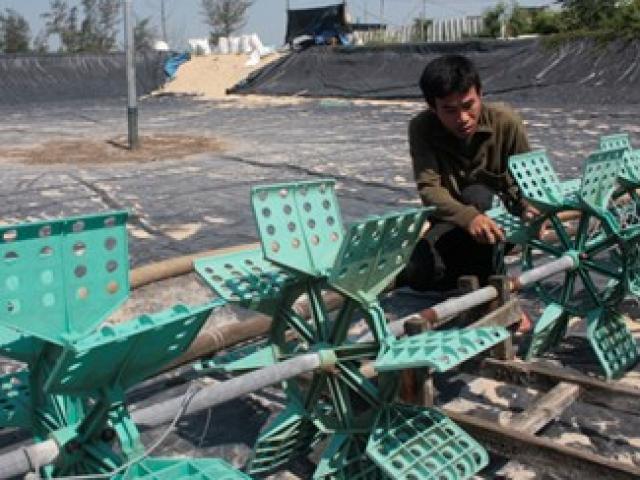 Đầu tư - Bỏ hoang hồ nuôi vì tôm rớt giá thảm