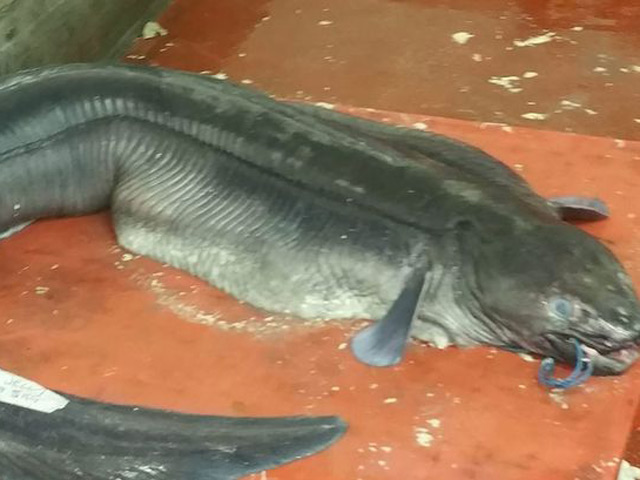 Thế giới - Anh: Bắt được lươn khổng lồ cao hơn xe bus 2 tầng