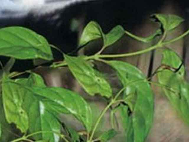 Pháp luật - Bị ngược đãi, vợ hái lá ngón làm nộm cho chồng ăn