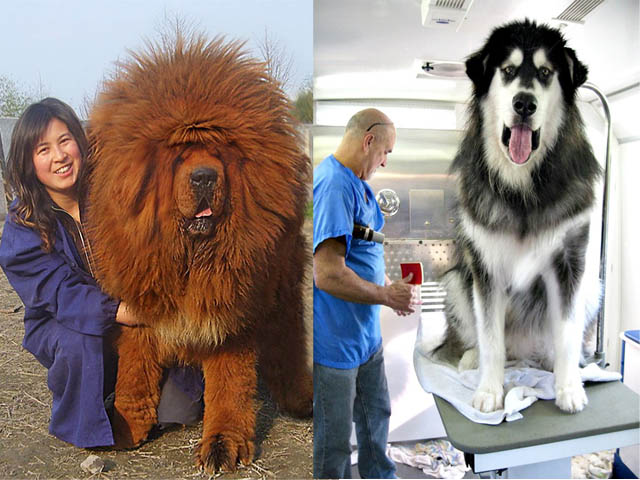 Phi thường - kỳ quặc - Gặp gỡ 24 chú chó khổng lồ siêu đáng yêu