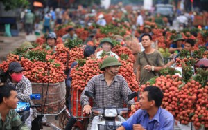 Thị trường - Tiêu dùng - Sản xuất, tiêu thụ nông sản: Vẫn đùn đẩy trách nhiệm!