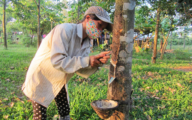 Thị trường - Tiêu dùng - Mỏi mòn chờ giá cao su tăng