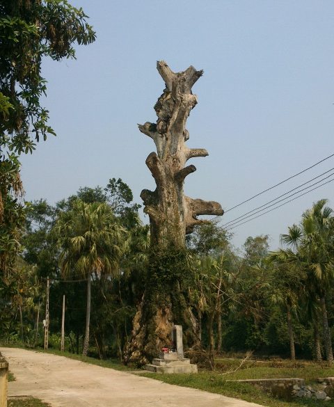 Tin tức trong ngày - Cây di sản “bội thực”, chết sau khi được vinh danh