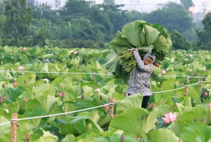 Tin tức trong ngày - Chùm ảnh: Hà Nội mùa sen về phố