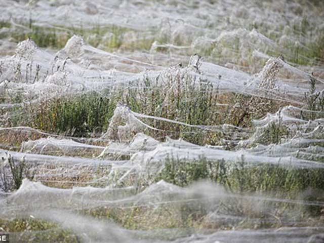 Phi thường - kỳ quặc - Rùng mình với hàng triệu con nhện giăng tơ kín đồng cỏ