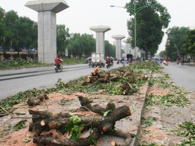 Vụ chặt cây xanh ở Hà Nội: Kiểm điểm lãnh đạo thành phố