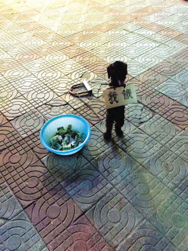 Tin tức trong ngày - TQ: Bắt chó đeo biển, đứng bằng hai chân ăn xin