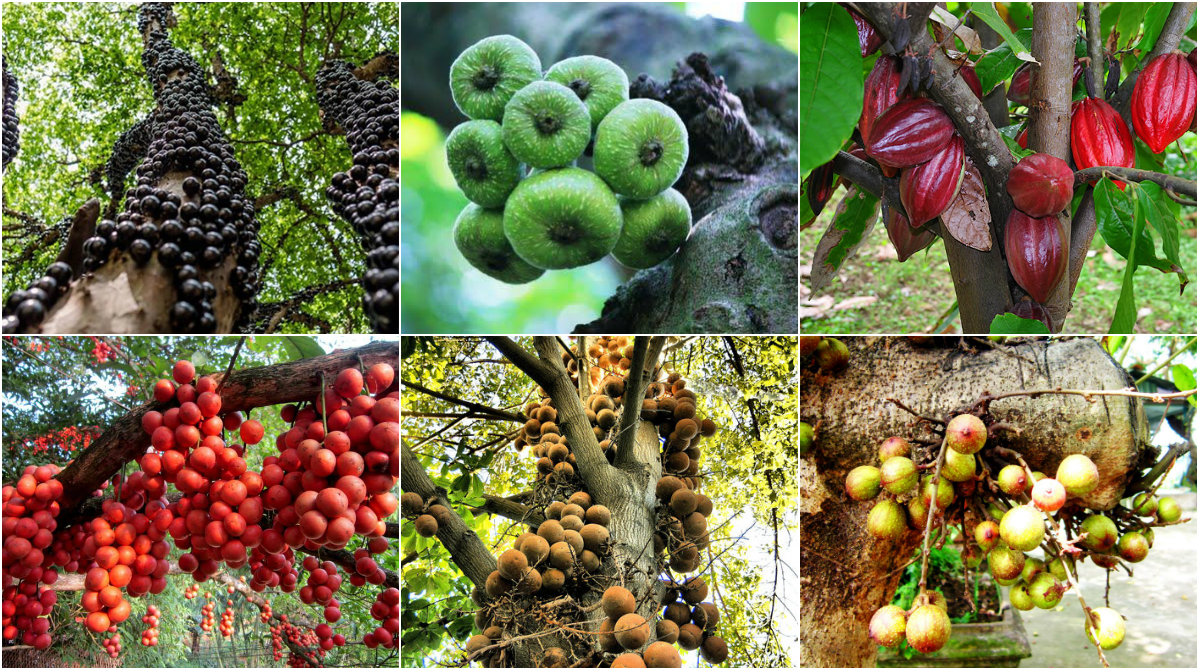 Thị trường - Tiêu dùng - Những loại cây thích “chơi trội” đẻ ra quả từ... thân