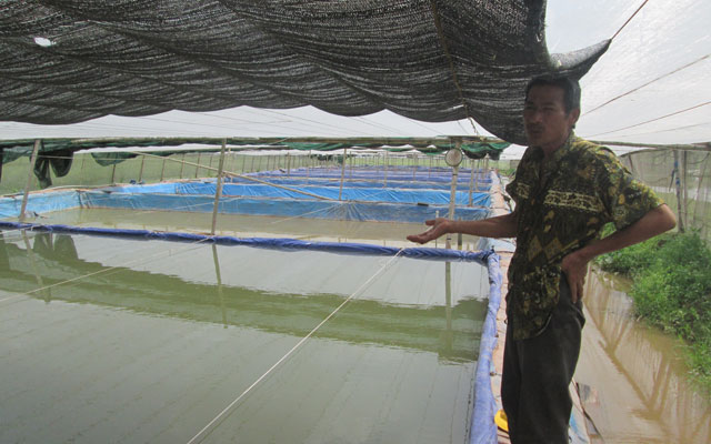 Thị trường - Tiêu dùng - Nuôi cá chạch đồng, thu nửa tỷ đồng/năm