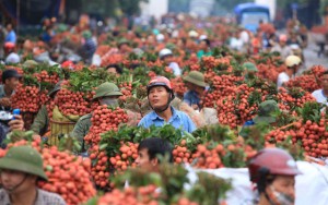 Thị trường - Tiêu dùng - Nông sản ế, trách nhiệm trước hết thuộc về cơ quan quản lý nhà nước