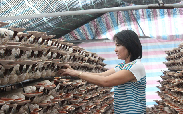 Thị trường - Tiêu dùng - Sản phẩm VietGAP thêm thuận lợi đầu ra