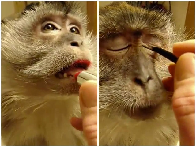 Phi thường - kỳ quặc - Video trang điểm cho khỉ "gây sốt" trên Youtube