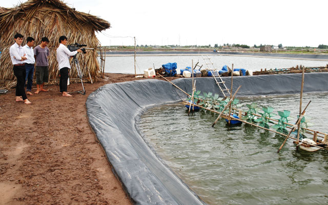 Thị trường - Tiêu dùng - Giá tôm giảm mạnh, nông dân bỏ đầm