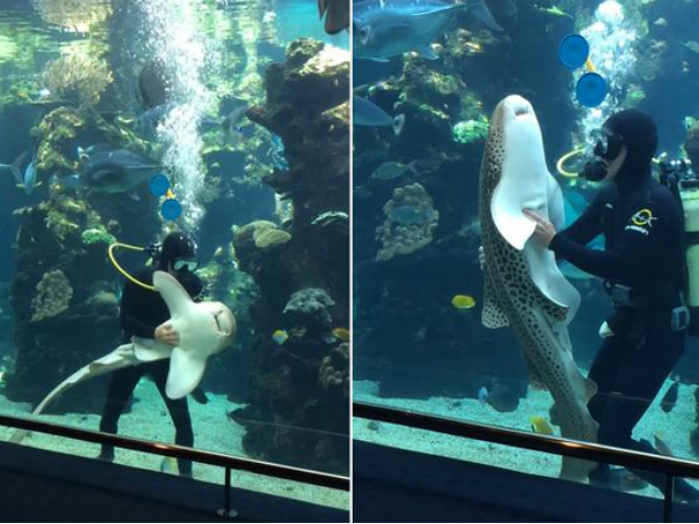 Phi thường - kỳ quặc - Video: Phì cười với phản ứng của cá mập khi bị "cù lét"