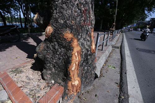 Tin tức Việt Nam - Hà Nội: Xà cừ cổ thụ trên đường Lê Duẩn lại bị đẽo vỏ