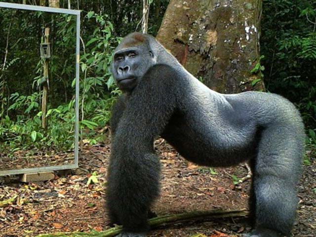 Phi thường - kỳ quặc - "Chết cười" với phản ứng của thú rừng khi soi gương