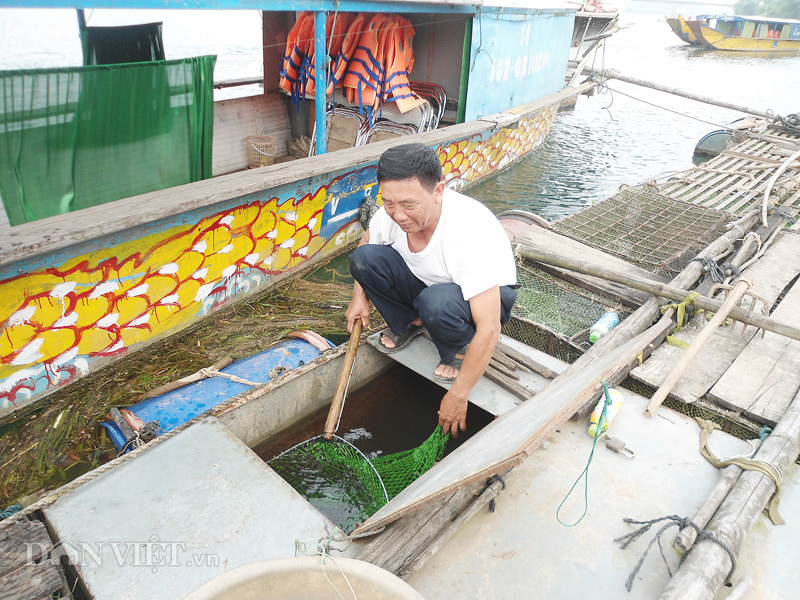 Thị trường - Tiêu dùng - Kì diệu nghề nuôi loài cá có tên trong Sách đỏ Việt Nam