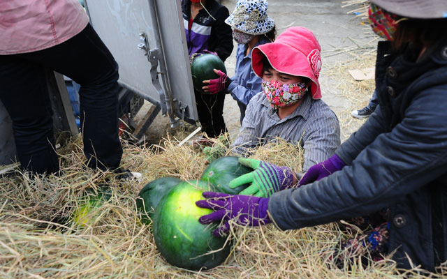 Thị trường - Tiêu dùng - Tiêu thụ nông sản cho nông dân: Đừng mãi hô hào chung chung!