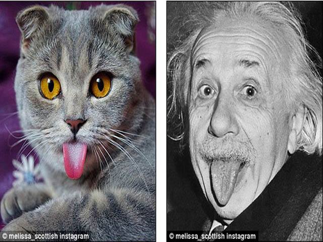 Phi thường - kỳ quặc - Chú mèo "nổi như cồn" vì thích... lè lưỡi