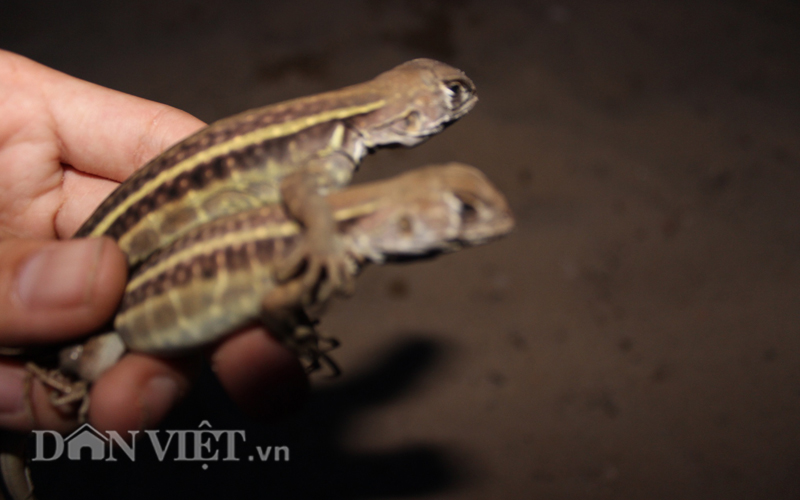 Thị trường - Tiêu dùng - Săn nhông rừng làm món đặc sản