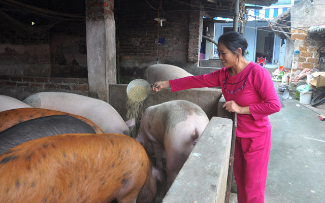 Thị trường - Tiêu dùng - Nuôi lợn siêu nạc, bỏ túi 300 triệu đồng/năm