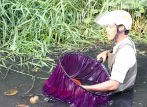 Tin tức trong ngày - Mưu sinh bằng nghề vớt lăng quăng giữa dòng kênh “chết”