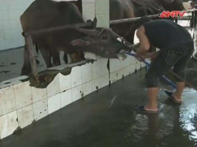 Thị trường - Tiêu dùng - Lại phát hiện lò mổ bơm nước bẩn vào bụng bò