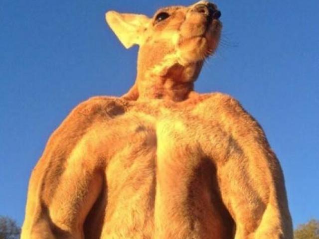Thể thao - Kỳ lạ: Chú Kangaroo có cơ bắp vạm vỡ như lực sĩ