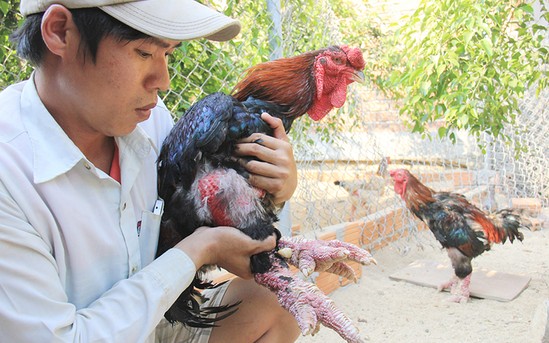 Thị trường - Tiêu dùng - Cử nhân xây dựng thu trăm triệu từ gà hiếm, chim quý