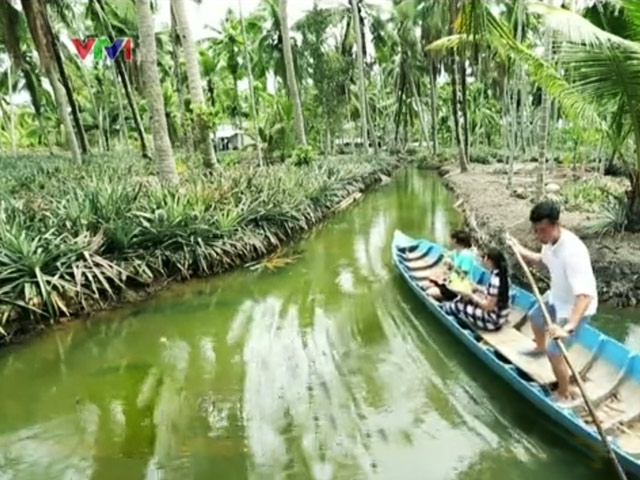 Du lịch - Về Kiên Giang thăm "thiên đường" trái khóm Tắc Cậu