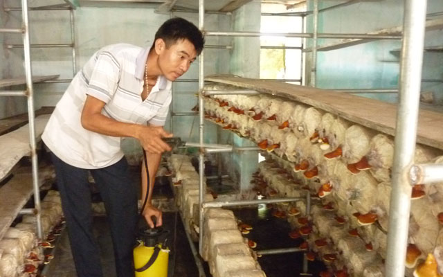 Thị trường - Tiêu dùng - “Lên bờ xuống ruộng” với cây nấm