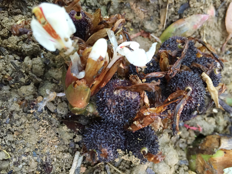 Thị trường - Tiêu dùng - Sa nhân tím đơm hoa, kết trái dưới tán rừng Con Dốc