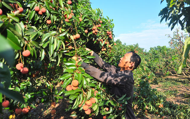 Thị trường - Tiêu dùng - Bắt đầu chiến dịch "giải cứu" vải thiều