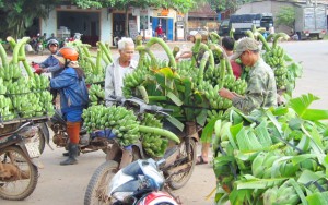 Giá cả hàng hóa - Chuối xuống giá vì... nắng nóng