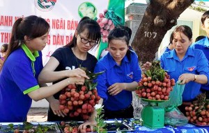 Thị trường - Tiêu dùng - Đến lượt Quảng Ngãi ra tay “giải cứu” vải thiều Bắc Giang