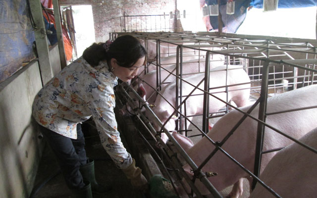 Thị trường - Tiêu dùng - Lãi nửa tỷ đồng/năm từ cặp đôi “lợn- cá”