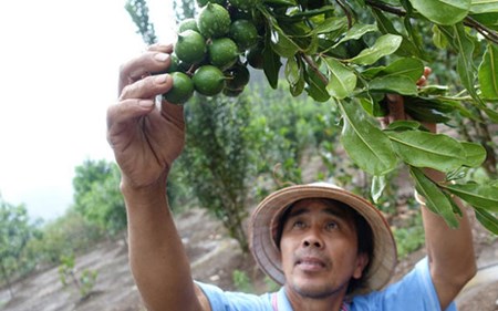 Thị trường - Tiêu dùng - Chạy theo trồng hàng trăm nghìn ha mắc ca: Có thể bị sụp đổ