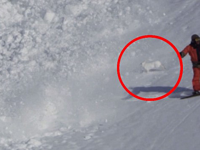 Tin tức trong ngày - Video: Chú thỏ thoát chết thần kỳ trong trận lở tuyết